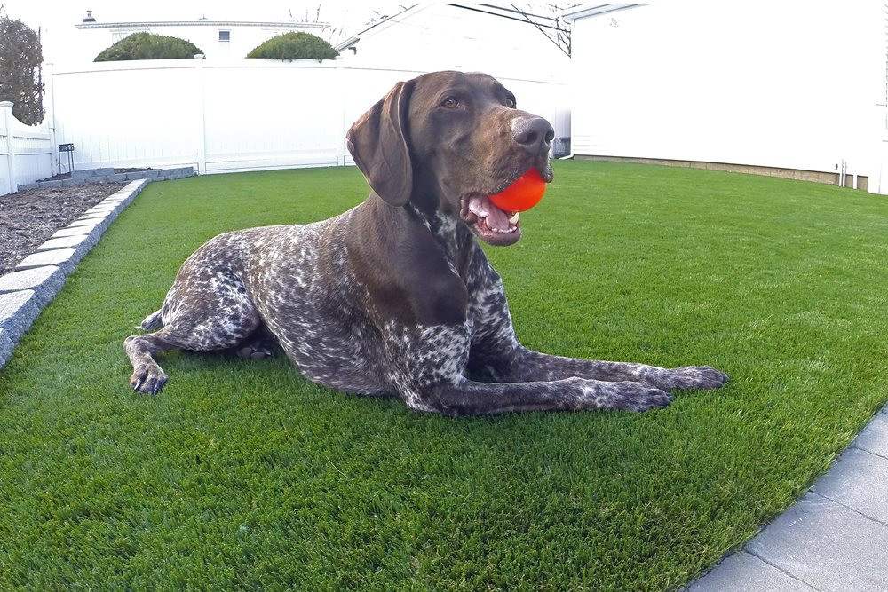 Vancouver artificial turf for dogs